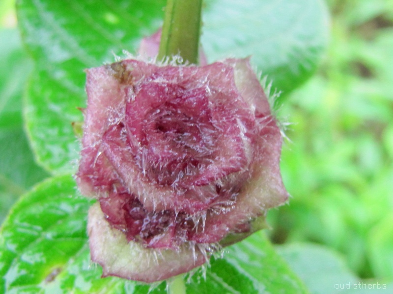 Neuracanthus sphaerostachyus flower3.jpg